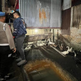Polrestabes Medan Gerebek Kadang Bebek dan Ayam yang Jadi Sarang Narkoba