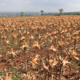 Polri bersama Petani Jagung Tuban Bersiap Sambut Kehadiran Presiden RI pada Panen Raya