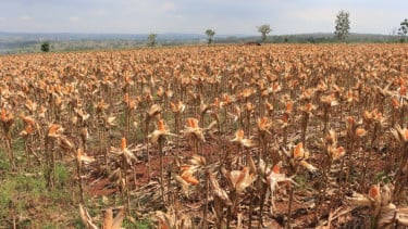 Polri bersama Petani Jagung Tuban Bersiap Sambut Kehadiran Presiden RI pada Panen Raya