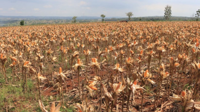 Polri bersama Petani Jagung Tuban Bersiap Sambut Kehadiran Presiden RI pada Panen Raya