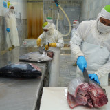 KNMP Digadang Bisa Kembalikan Papua Jadi Lumbung Tuna, DPR Ungkap Pernah Ada Industri Besar di Sana