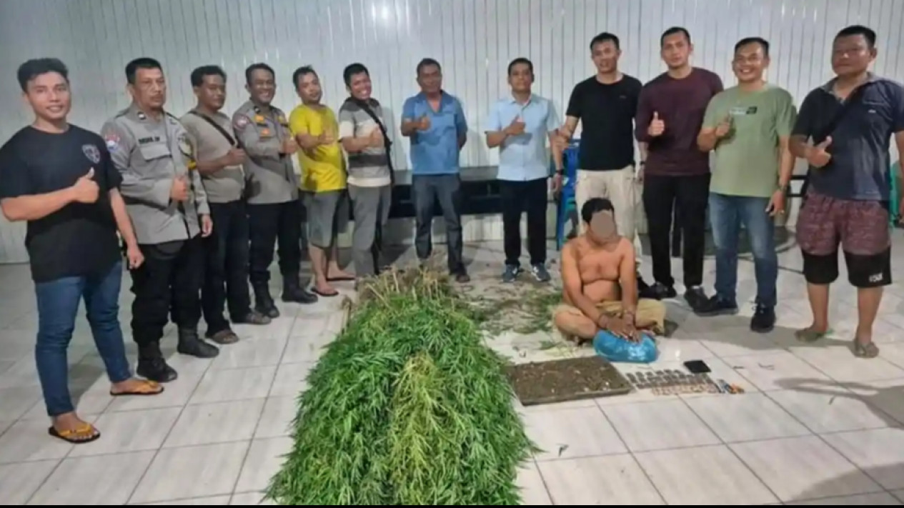 Polsek Tanjung Morawa Bongkar Ladang Ganja di Deli Serdang: 40 Batang Ditemukan
            - galeri foto