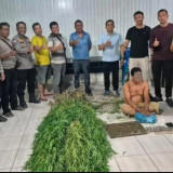 Polsek Tanjung Morawa Bongkar Ladang Ganja di Deli Serdang: 40 Batang Ditemukan
