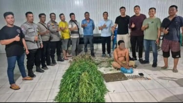 Polsek Tanjung Morawa Bongkar Ladang Ganja di Deli Serdang: 40 Batang Ditemukan