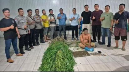 Polsek Tanjung Morawa Bongkar Ladang Ganja di Deli Serdang: 40 Batang Ditemukan