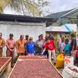Komoditas Kakao di Kepulauan Yapen Papua Bangkit, Punya Potensi Ekspor Rp108 Miliar Setahun