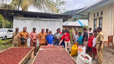 Komoditas Kakao di Kepulauan Yapen Papua Bangkit, Punya Potensi Ekspor Rp108 Miliar Setahun