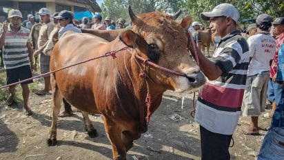 Harga Hewan Kurban di Lumajang Melonjak Jelang Idul Adha, Sapi Naik Rp3 Juta dan Kambing Rp500 Ribu
