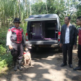 Jelang Idul Adha Sapi Warga Lumajang Ini Raib Dicuri, Polisi Lakukan Pencarian