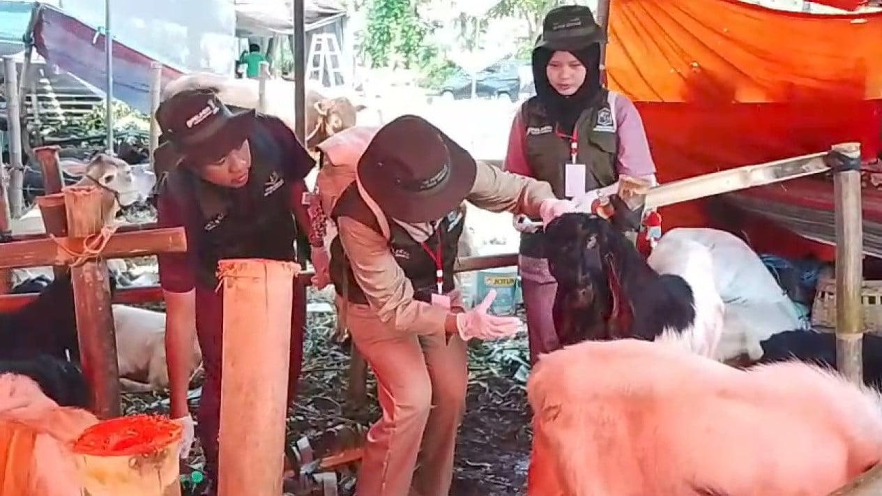 Pemeriksaan Hewan Kurban, Petugas Temukan Kambing Sakit Scabies dan Flu
            - galeri foto