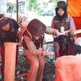 Pemeriksaan Hewan Kurban, Petugas Temukan Kambing Sakit Scabies dan Flu