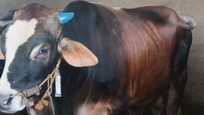 Presiden Prabowo Sumbang 2 Sapi Kurban Berbobot 1 Ton untuk Masyarakat Karimun