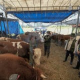 Kolaborasi Pelindo Petikemas dan Pemkot Surabaya Pastikan Hewan Kurban Aman untuk Masyarakat Jelang Iduladha 1447 H