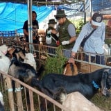 Hewan Kurban di Surabaya Terserang Flu dan Pilek, DPKP Gencar Pemeriksaan