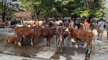 Kabupaten Sleman Defisit 5 Ribu Ekor Sapi untuk Penuhi Kebutuhan Iduladha