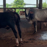 Jelang Idul Adha, Penjualan Sapi di Pati Melonjak Tajam, 125 Ekor Ludes dalam Sepekan