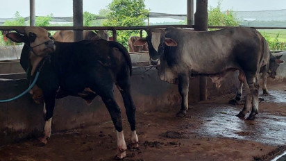 Jelang Idul Adha, Penjualan Sapi di Pati Melonjak Tajam, 125 Ekor Ludes dalam Sepekan