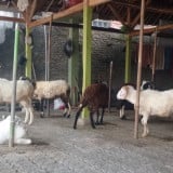 Sambut Iduladha, Pemkot Tangsel Perketat Pengawasan Hewan Kurban dan Imbau Warga Gunakan Wadah Ramah Lingkungan