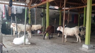 Sambut Iduladha, Pemkot Tangsel Perketat Pengawasan Hewan Kurban dan Imbau Warga Gunakan Wadah Ramah Lingkungan