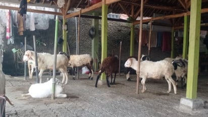 Sambut Iduladha, Pemkot Tangsel Perketat Pengawasan Hewan Kurban dan Imbau Warga Gunakan Wadah Ramah Lingkungan