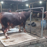"Ronggo Waseso" Sapi Milik Warga Probolinggo Terpilih Jadi Hewan Kurban Presiden Prabowo, Ini Kisaran Harganya