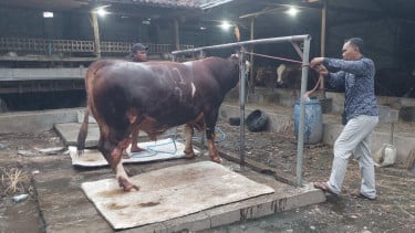"Ronggo Waseso" Sapi Milik Warga Probolinggo Terpilih Jadi Hewan Kurban Presiden Prabowo, Ini Kisaran Harganya