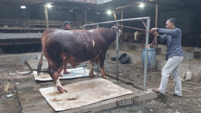 "Ronggo Waseso" Sapi Milik Warga Probolinggo Terpilih Jadi Hewan Kurban Presiden Prabowo, Ini Kisaran Harganya
