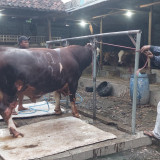 Ronggo Waseso, Sapi Asal Leces Probolinggo Terpilih Jadi Hewan Kurban Presiden Prabowo