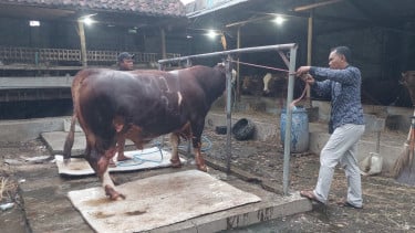 Ronggo Waseso, Sapi Asal Leces Probolinggo Terpilih Jadi Hewan Kurban Presiden Prabowo