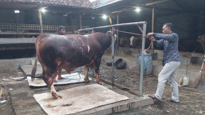 Ronggo Waseso, Sapi Asal Leces Probolinggo Terpilih Jadi Hewan Kurban Presiden Prabowo
