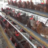 Rupiah Melemah Picu Kenaikan Harga Pakan, Peternak Ayam Petelur di Jombang Kian Terpuruk