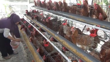 Rupiah Melemah Picu Kenaikan Harga Pakan, Peternak Ayam Petelur di Jombang Kian Terpuruk