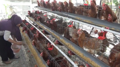 Rupiah Melemah Picu Kenaikan Harga Pakan, Peternak Ayam Petelur di Jombang Kian Terpuruk