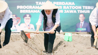 Gubernur Khofifah Pimpin Tanam Perdana Program Bongkar Ratoon Tebu Serentak di 11 Kabupaten se-Jawa Timur