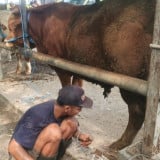 Jelang Idul Adha 1447 H, Penyedia Jasa Salon Sapi Laris Manis