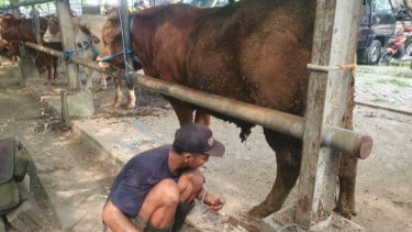 Jelang Idul Adha 1447 H, Penyedia Jasa Salon Sapi Laris Manis