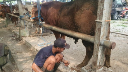 Jelang Idul Adha 1447 H, Penyedia Jasa Salon Sapi Laris Manis
