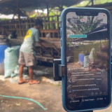 Peternak Kambing di Jombang Andalkan Live Sosmed Jelang Idul Adha 2026, Penjualan Hewan Kurban Meningkat