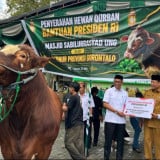 Sapi Kurban Bantuan Presiden Diserahkan Oleh Gubernur Gorontalo ke Masjid