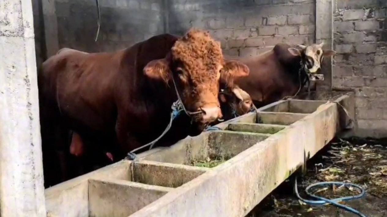 Sapi Limousin "Kriwul" Berbobot Satu Ton Milik Presiden Prabowo Siap Dikurbankan di Sidoarjo
            - galeri foto