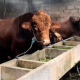 Sapi Limousin "Kriwul" Berbobot Satu Ton Milik Presiden Prabowo Siap Dikurbankan di Sidoarjo