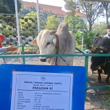 Sapi Kurban Bantuan Presiden Prabowo Berbobot 1,1 Ton Tiba di Masjid Nasional Al-Akbar Surabaya