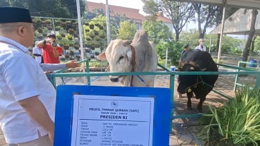 Sapi Kurban Bantuan Presiden Prabowo Berbobot 1,1 Ton Tiba di Masjid Nasional Al-Akbar Surabaya