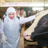 Jelang Iduladha 1447 Hijriah, Gubernur Khofifah Pastikan Hewan Kurban Sehat dan Aman, serta Pengiriman ke Daerah Lancar