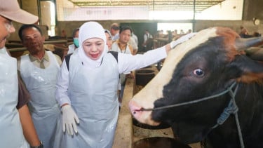 Jelang Iduladha 1447 Hijriah, Gubernur Khofifah Pastikan Hewan Kurban Sehat dan Aman, serta Pengiriman ke Daerah Lancar