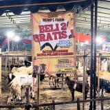 Sehari Jelang Iduladha, Kambing Kurban di Sidoarjo Diobral, Beli 2 Gratis 1