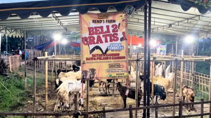 Sehari Jelang Iduladha, Kambing Kurban di Sidoarjo Diobral, Beli 2 Gratis 1