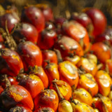 SPI Dukung Ekspor Sawit Satu Pintu, Dorong Reforma Agraria untuk Petani
