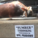 Sapi Jumbo Asal Jombang Jadi Hewan Kurban Presiden RI, “Sumber” Dibeli Rp100 Juta