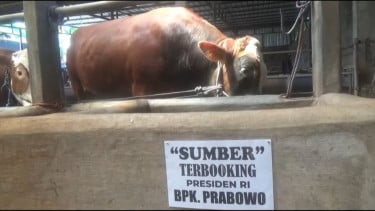 Sapi Jumbo Asal Jombang Jadi Hewan Kurban Presiden RI, “Sumber” Dibeli Rp100 Juta